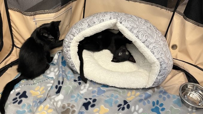 The kittens brought to campus were all between three and four months old and are all up for adoption.